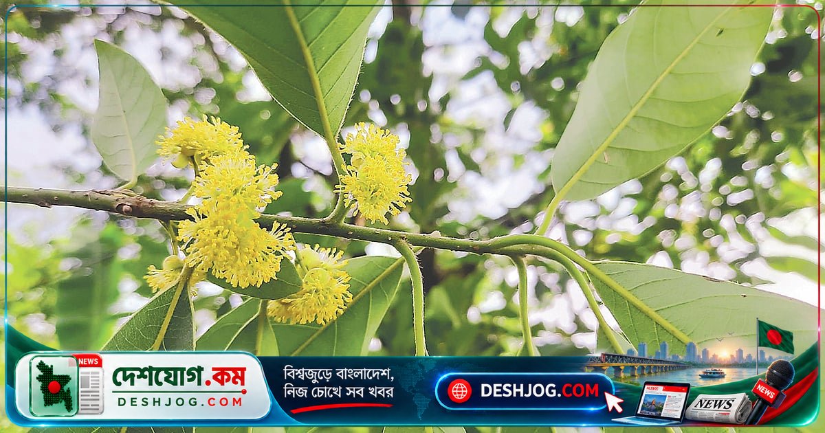 কুকুরচিতা: বাংলাদেশের অবহেলিত ঔষধি গাছের গোপন বৈশিষ্ট্য ও লোকজ চিকিৎসা গুণ
