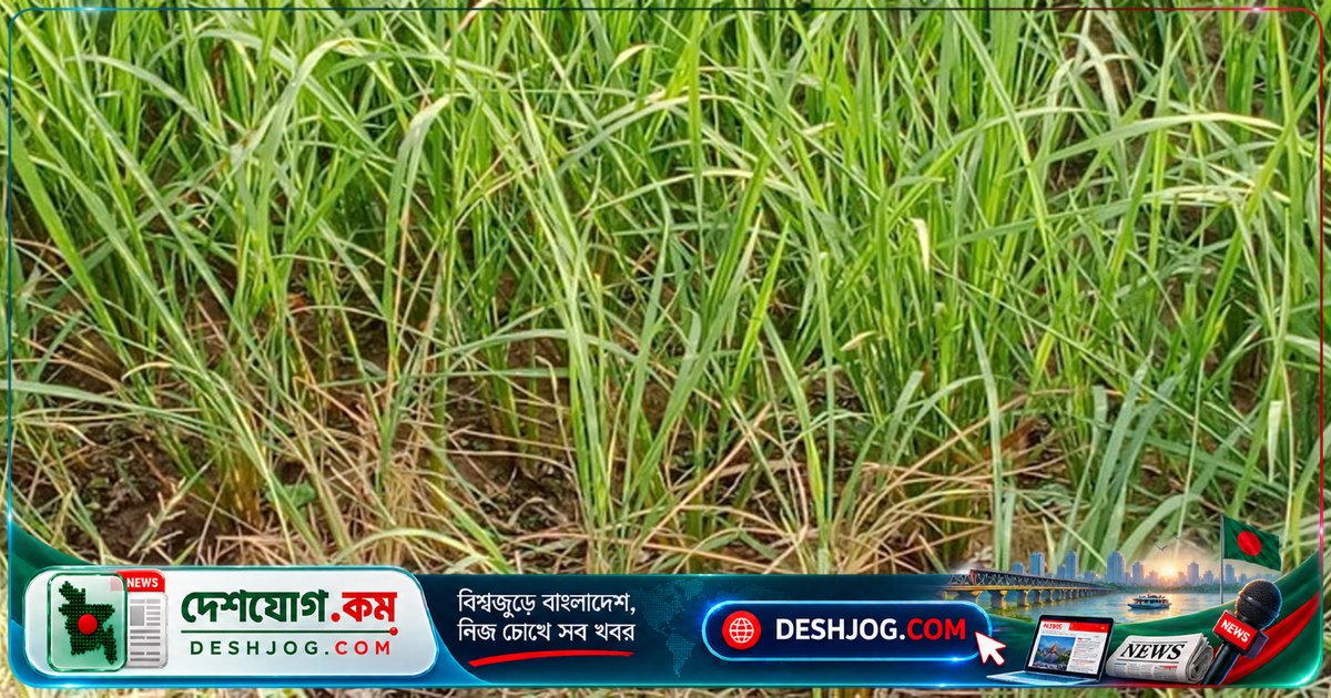 কুমিল্লার ব্রাহ্মণপাড়া উপজেলায় আমন ধানের মাজরা পোকা আক্রমণে কৃষকদের বিপদ