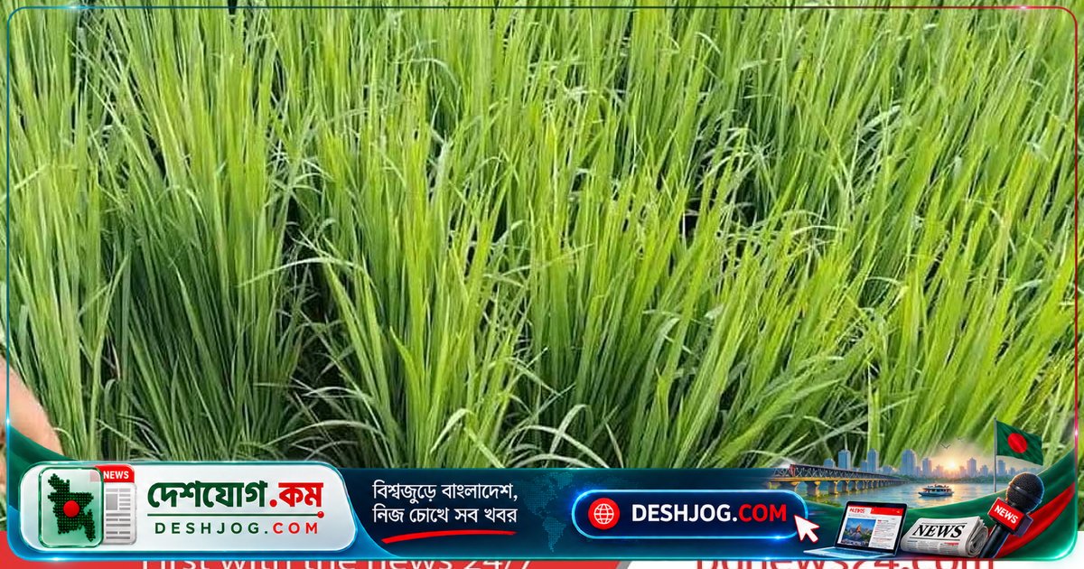 কুমিল্লার লালমাই উপজেলায় জমিতে পড়ে থাকা কিশোরীর মৃতদেহে পুলিশের তদন্ত: অটোরিকশা থেকে শুরু হওয়া রহস্যময় ঘটনা
