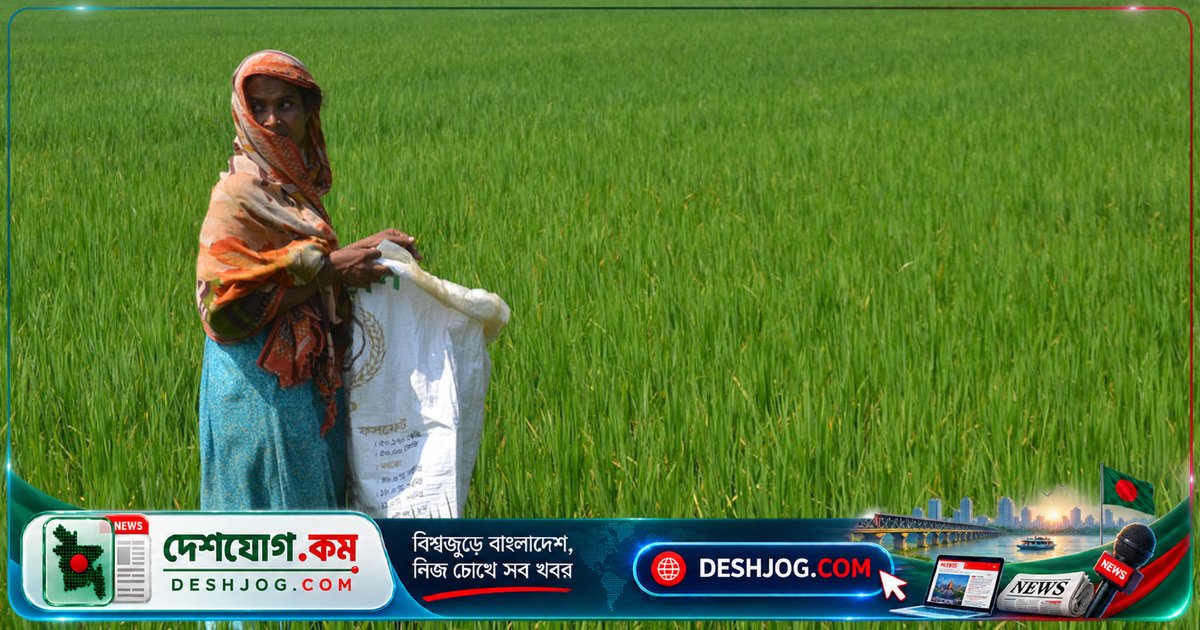 কুমিল্লা থেকে সার আনতে বাধ্য হাসিনা: কুড়িগ্রামের কৃষকদের সার সংকটের কাহিনী