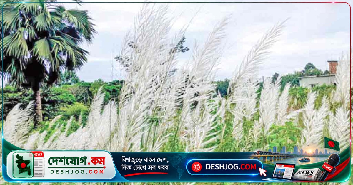 কুমিল্লা বিশ্ববিদ্যালয়ের লালমাটিতে শরতের স্বাগতম: কাশফুলের দোলায় ঋতুর রহস্য