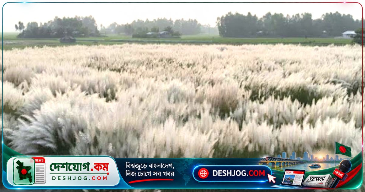 কুড়িগ্রামের চরাঞ্চলে কাশফুলের সমারোহ: প্রকৃতি ও অর্থনীতির অপরূপ সমন্বয়