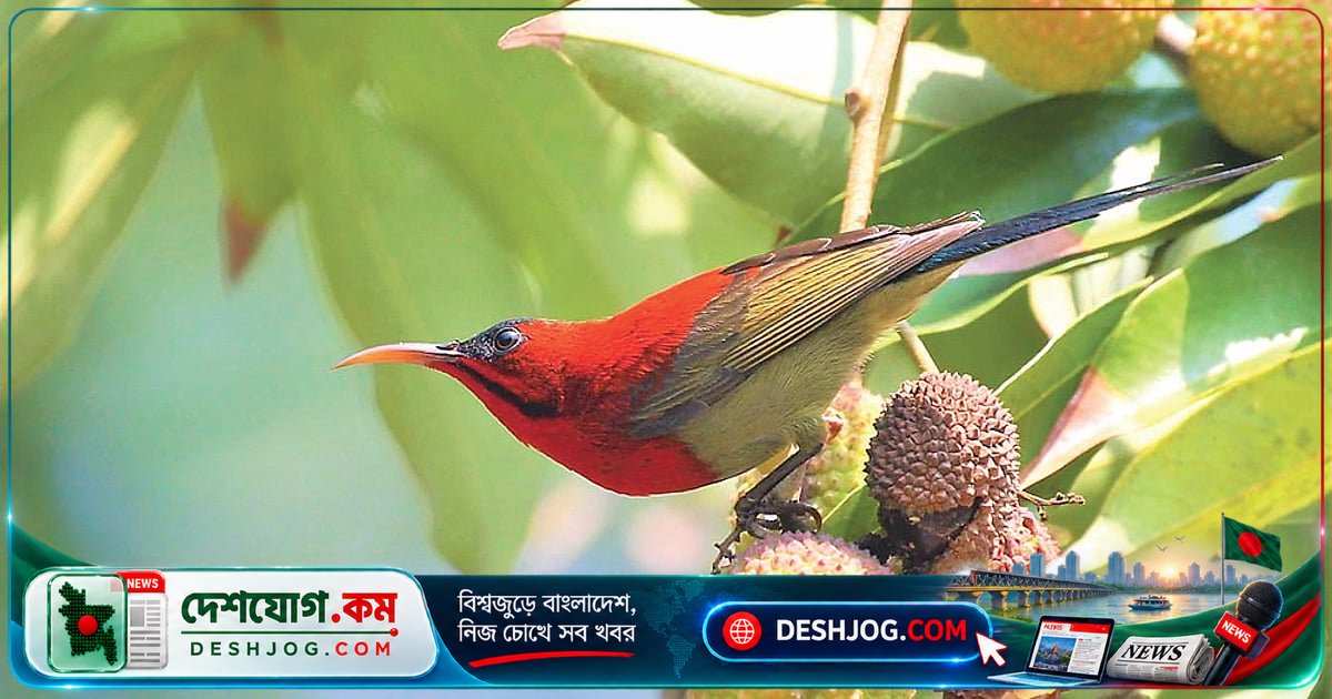 কুড়িগ্রামে বিরল সিঁদুরে মৌটুসির অদ্ভুত সাক্ষাৎ: গভীর বনের পাখি কেন এল জনপদে?