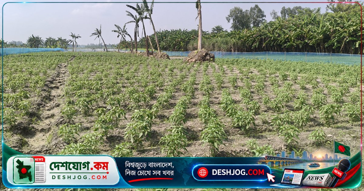 কুড়িগ্রামের কৃষকরা শীতকালীন সবজি চাষে আগ্রহী: ভালো দামের আশায় ২ হাজার হেক্টর জমিতে শুরু হয়েছে আগাম চাষ