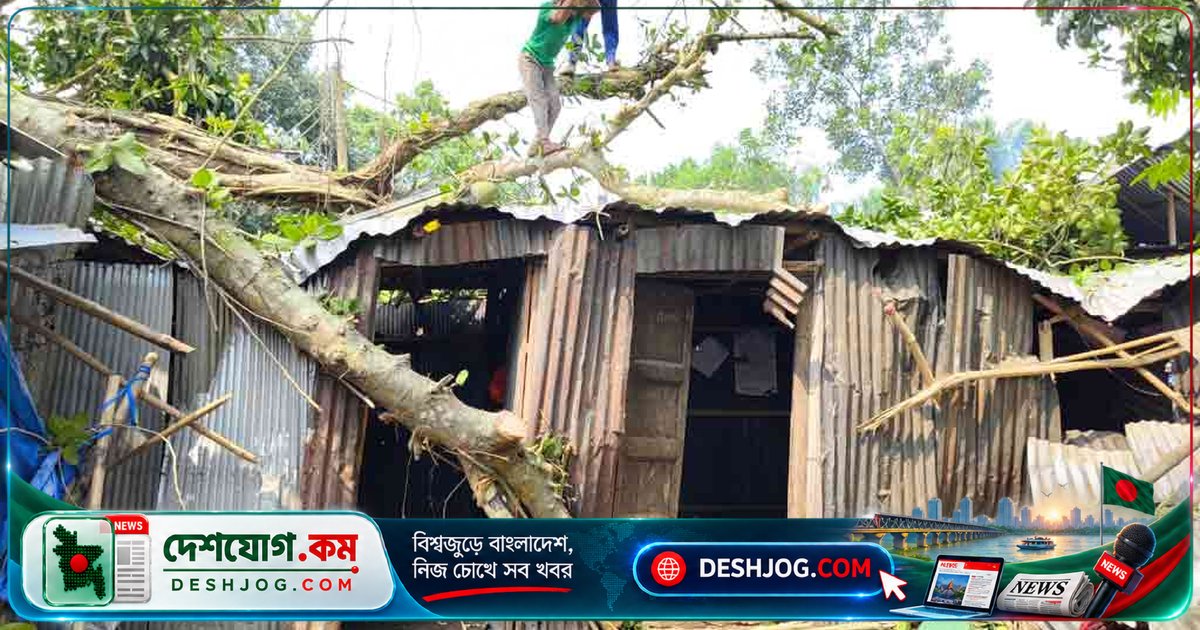 কুষ্টিয়া কুমারখালীতে রাতের অন্ধকারে পড়ে গেল বিশাল বটগাছ: ১৫০ পরিবার বিদ্যুৎহীন, নারী আহত