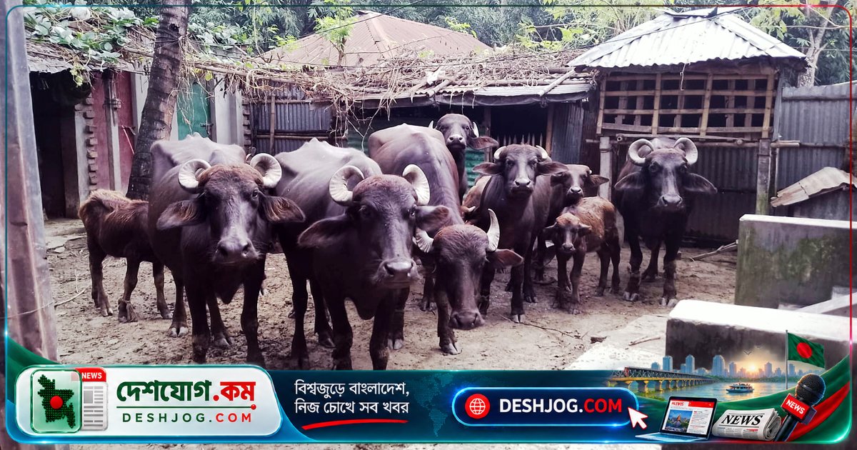 কুষ্টিয়া দৌলতপুরে বাঁশ কাটার বিরোধে যুবকের হাত বিচ্ছিন্ন, লুটপাট ও মোটরসাইকেল পুড়িয়ে দেওয়া