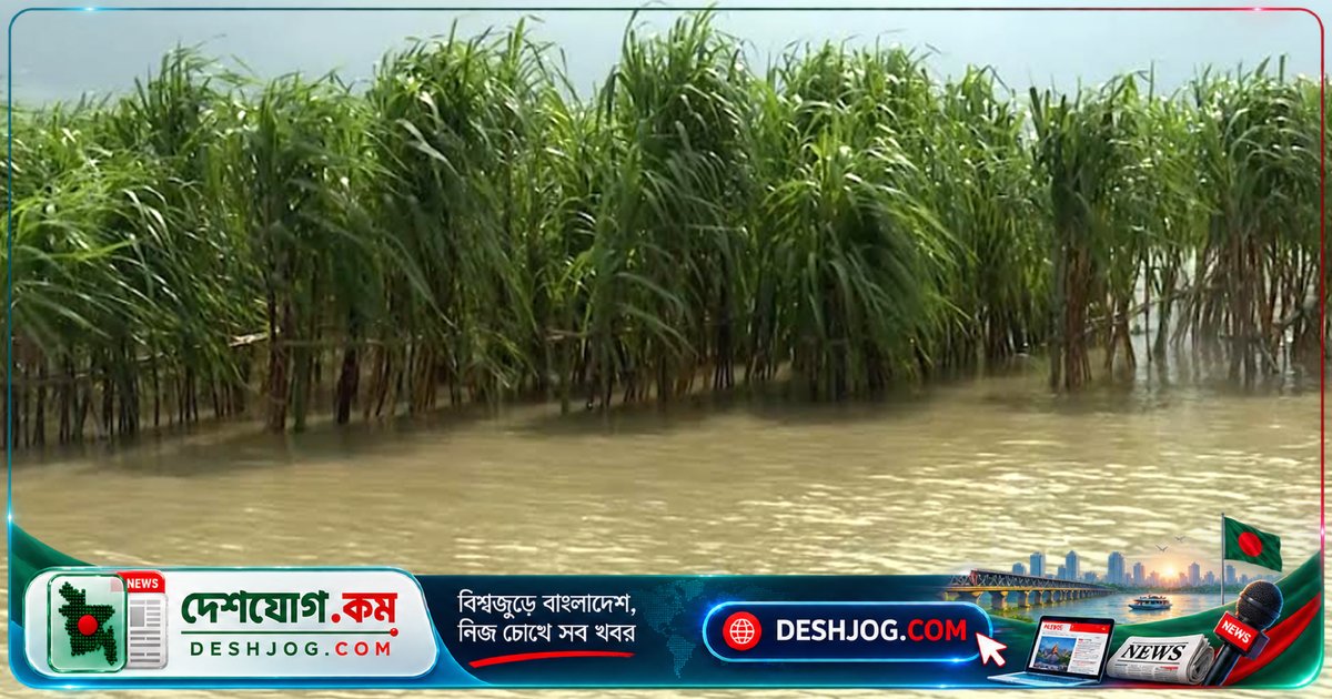 কুষ্টিয়া: পদ্মা নদীর পানি বাড়ায় ২০ হাজার পরিবারের ৪৭১ হেক্টর জমি প্লাবিত, দুর্ভোগে পড়ছে ৫০ হাজার মানুষ