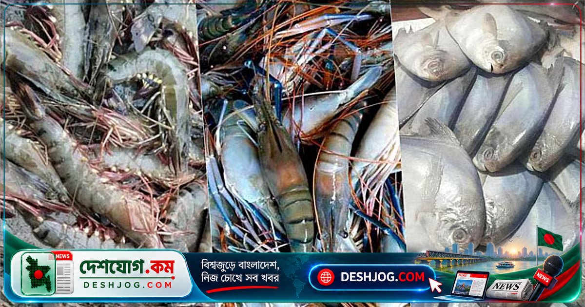 কুয়েতের উপহার মাছ বিক্রি না হলে আবার নিলামে ১৫ টন চিংড়ি, শর্তসহ দরপত্র জমা দিতে হবে ১৫ সেপ্টেম্বর