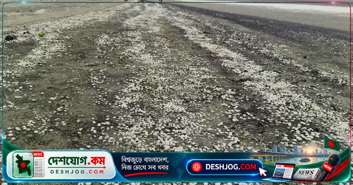 কুয়াকাটার সৈকতে ঝিনুকের অপূর্ব সমারোহ: গবেষকরা সতর্কতা দিচ্ছেন সংগ্রহ থেকে বিরত থাকতে