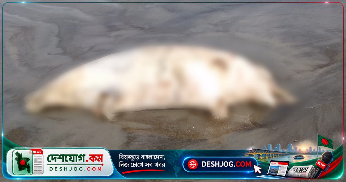 কুয়াকাটা সৈকতে মৃত ডলফিনের শরীরে ক্ষতচিহ্ন ও লেজে দড়ি: পরিবেশবাদীরা সতর্কবার্তা দেন