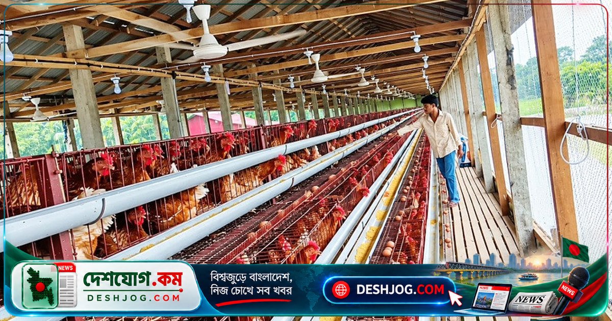 লালমোহনের পোল্ট্রি শিল্পে সংকটে ডুবে যাচ্ছে খামারিরা: ঋণ, চিকিৎসা ও পরামর্শের অভাব