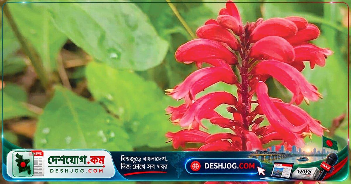 লাউয়াছড়া জাতীয় উদ্যানে বিরল রামবাসকের সন্ধান মিলল যেভাবে