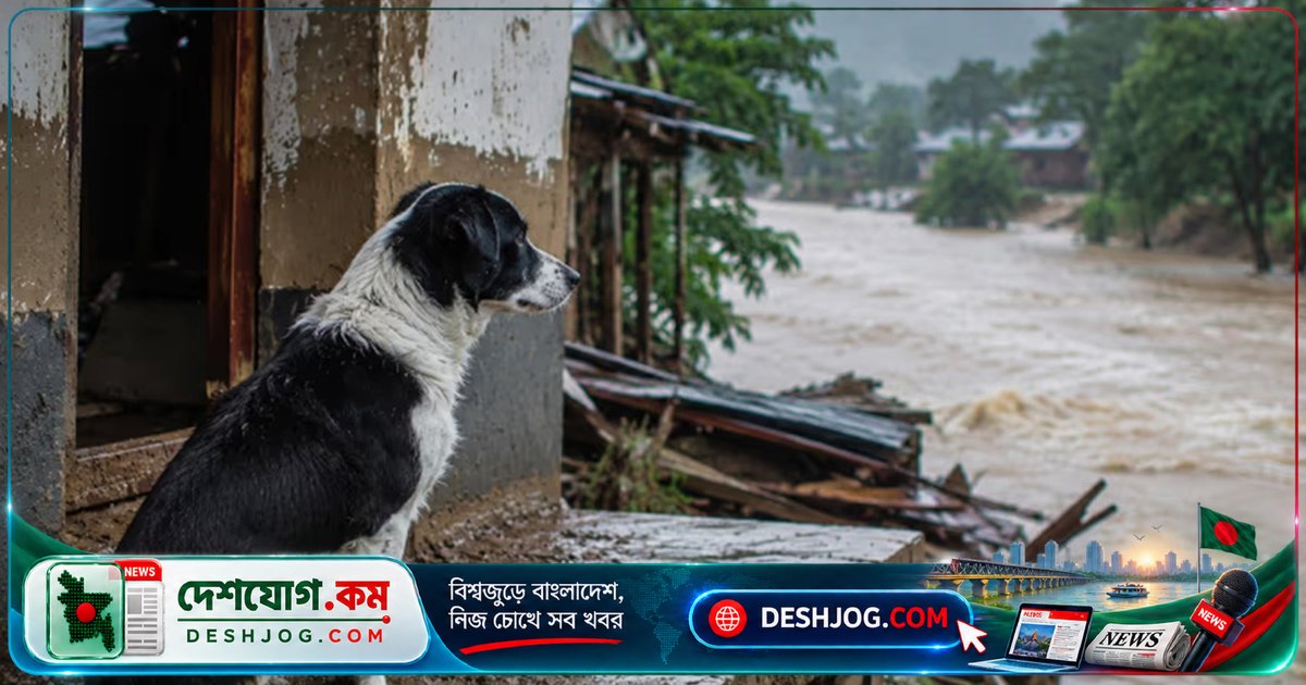নেপালের ধ্বংসস্তূপে নিজ মালিকের অপেক্ষায় বিশ্বস্ত কুকুরের অবিশ্বাস্য দৃঢ়তা