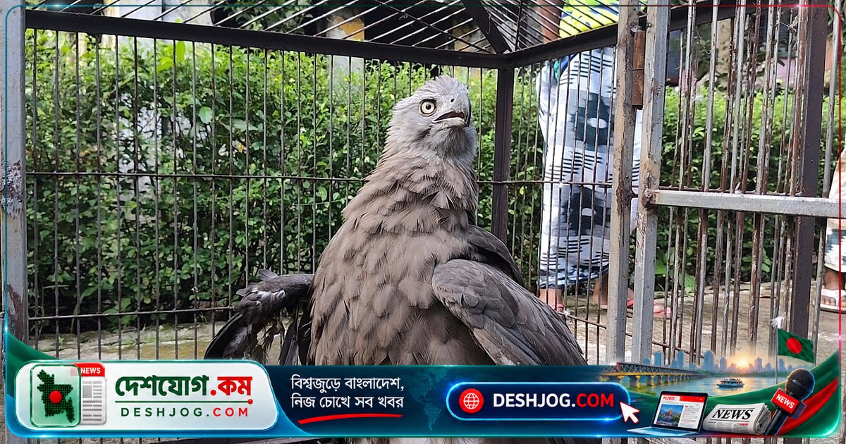'পাহাড়ি বাজপাখি' আহত অবস্থায় উদ্ধার: মাদারীপুরের বাগানে পড়ে থাকা বিরল প্রজাতির পাখির চিকিৎসা শুরু