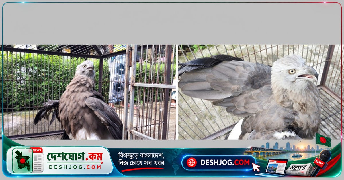 মাদারীপুরের বন বিভাগ উদ্ধার করে বিলুপ্তপ্রায় আহত বিরল বাজপাখি, চিকিৎসা শুরু হয়েছে