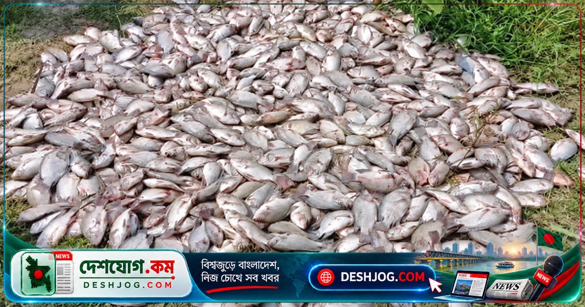 মাধবদী পুকুরে বিষপ্রয়োগে মারা যায় ৫ লাখ টাকার মাছ, মৎস্যচাষী কান্নায় ভেঙে পড়েন