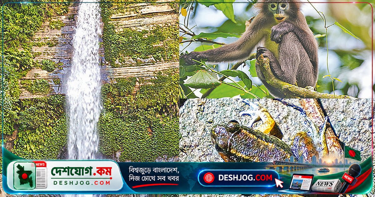মাধবকুণ্ডের ঝরনার পিছনে লুকিয়ে আছে বাংলাদেশের অদৃশ্য জীববৈচিত্র্য: গবেষকদের সত্য কাহিনী