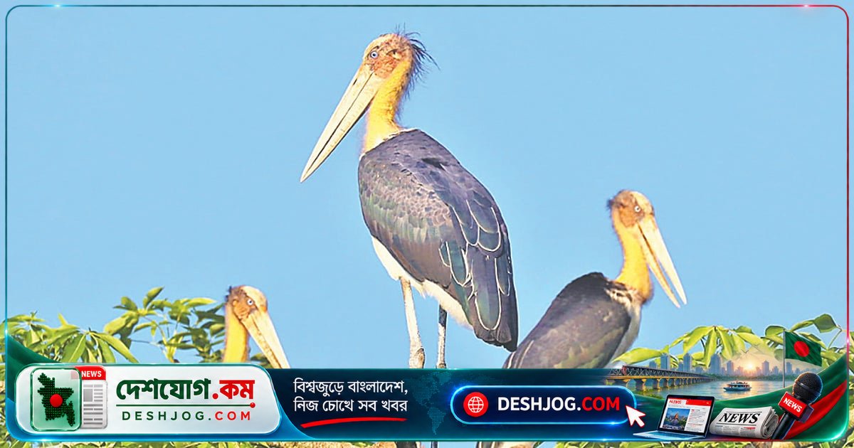 মদনটাক পাখি: বাংলাদেশের বিলুপ্তির কগরালে সংরক্ষণের আহ্বান