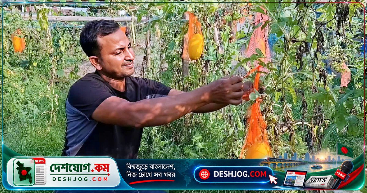 মাগুরার তরুণ কৃষক শখের বশে চাষ করেন বাহারি তরমুজ, জমিতে ঝুলছে হলুদ-সবুজ রঙের ফল