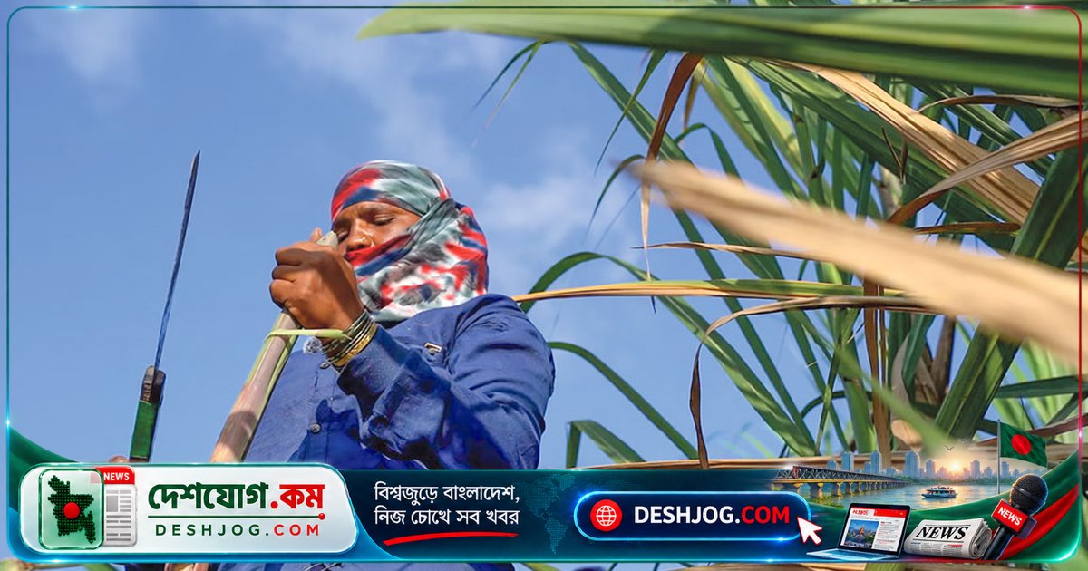 মহারাষ্ট্রের আখ কাটার শ্রমিক নারীদের জরায়ু হারানোর বিপদ: ঋতুস্রাবের সময় ছুটি না পেলে অস্ত্রোপচার করিয়ে নিচ্ছেন