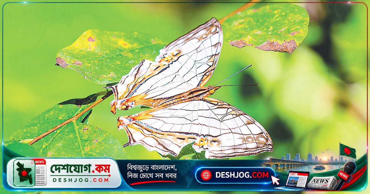 মাধবকুণ্ডে পেয়েছেন বিরল প্রজাপতি ‘মহি সীমান্ত’: এক যুগের খোঁজ শেষ