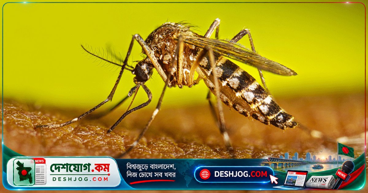 মানিকগঞ্জে ডেঙ্গু আক্রান্তের সংখ্যা চরমে, ৩৬ জন নতুন রোগী শনাক্ত; ৭১ জন চিকিৎসাধীন