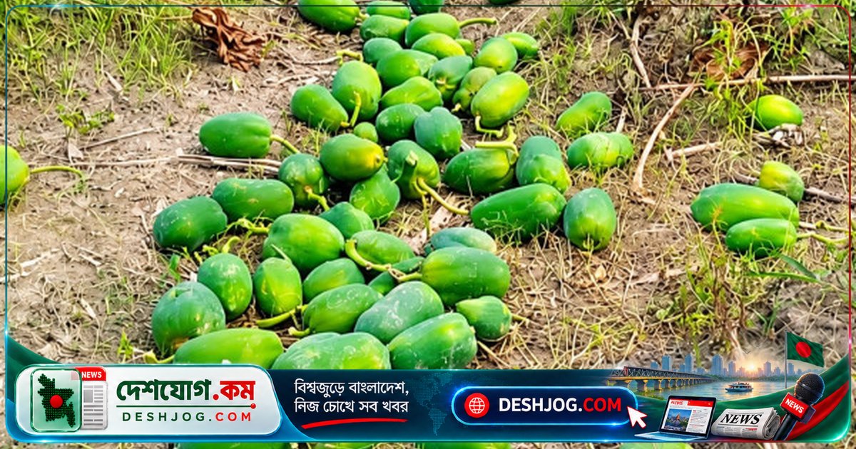 মানিকগঞ্জের ঘিওর উপজেলায় দুর্বৃত্তরা রাতের আঁধারে কৃষকের ৪০ মণ পেঁপে ধ্বংস করে দিল