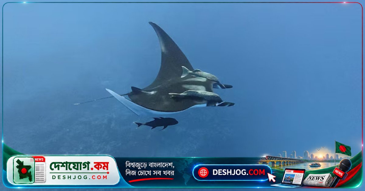 মানতা রের বয়স ও চলাচলের গোপনীয়তা: কেন পূর্ণবয়স্করা দূরপাল্লার যাত্রা করে?