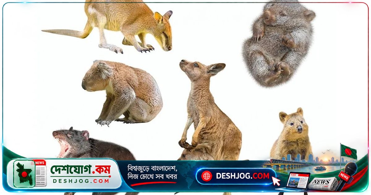 থলিধারী প্রাণীদের অস্ট্রেলিয়া: কীভাবে এসেছিল এখানে এবং কেন এখানেই টিকে আছে?