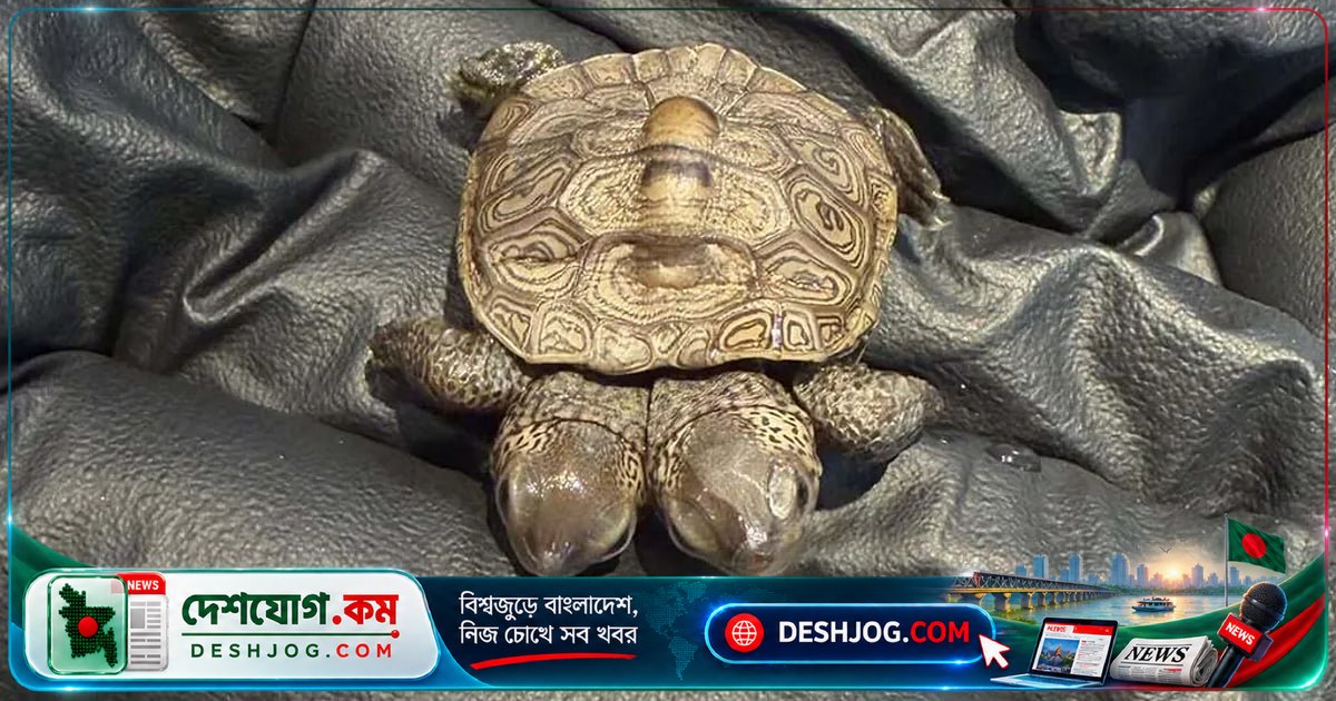ম্যাসাচুসেটস সৈকতে রূপকথার মতো দুই মাথার কচ্ছপছানা উদ্ধার: বিজ্ঞানীরা অবাক!
