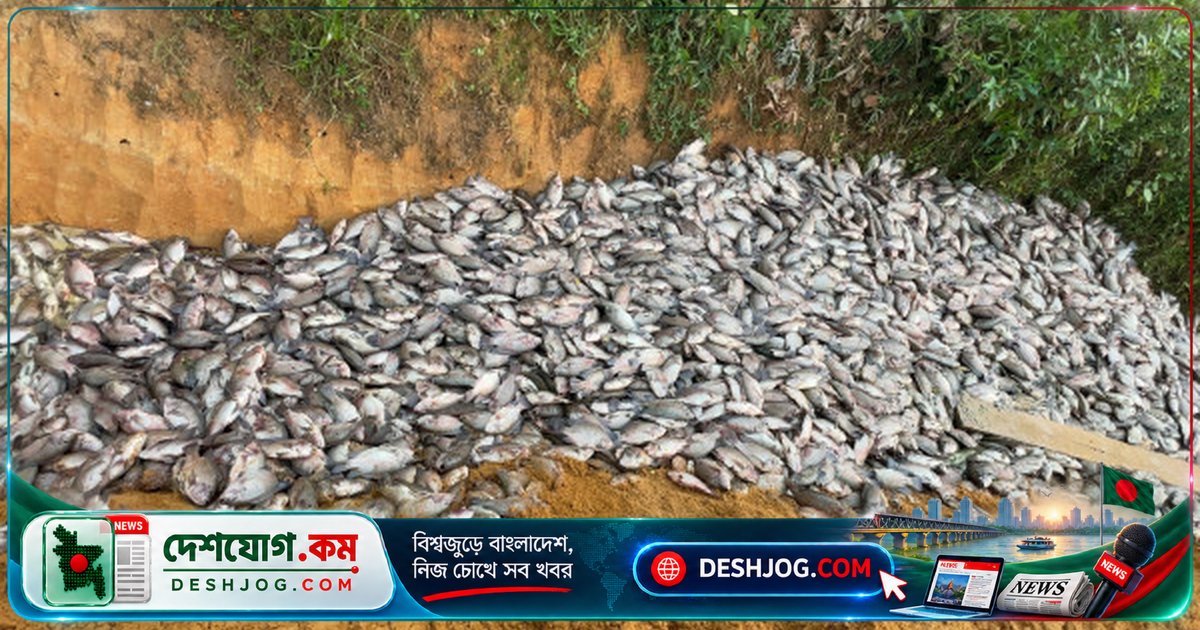 মৌলভীবাজার খামার মালিকের ৩৫ লাখ টাকার মাছ বিষপ্রয়োগে নিহত, নিজে অসুস্থ হাসপাতালে ভর্তি