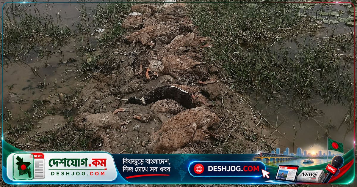 মৌলভীবাজারে বিষাক্ত ধান খেয়ে মারা যায় ৭০টি ডিমপাড়া হাঁস, খামারমালিকের দাবি: বিষ মেশানো খাদ্য