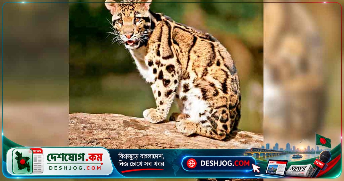 মেঘলা চিতা: বনের স্বাস্থ্য নির্দেশক হিসেবে কেন এত গুরুত্বপূর্ণ এই লুক্কায়িত বন্যপ্রাণী?