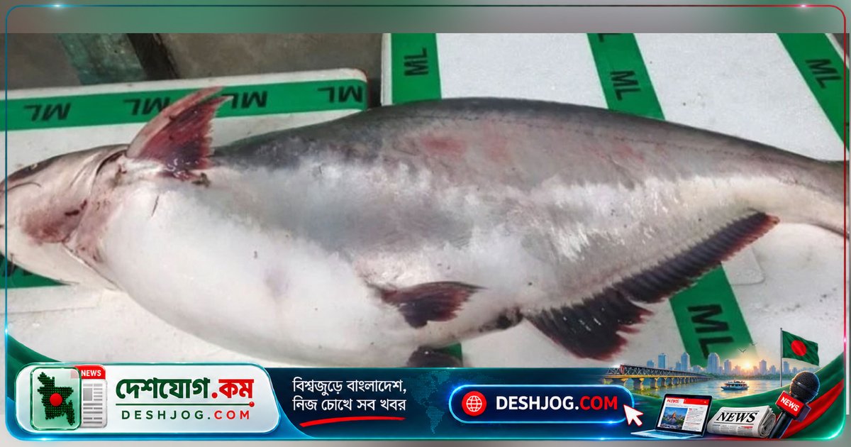 মেঘনায় ১৫ কেজি পাঙাশ ধরা পড়ে ২০ হাজার টাকায় বিক্রি, ঢাকায় পাঠানো হবে কারওয়ান বাজারে