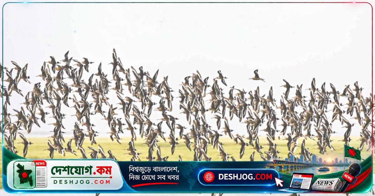 মেঘনা মোহনায় ১৪টি সংকটাপন্ন পাখির আবাসস্থল: জরিপে ৫২ প্রজাতির পাখি শনাক্ত