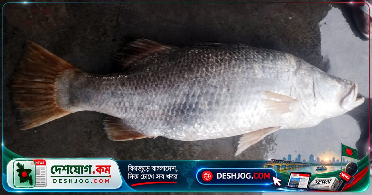 মেঘনা নদীতে জেলের জালে ধরা ২৫ কেজি বিশাল কোরাল মাছ, ৩৫ হাজার টাকায় বিক্রি