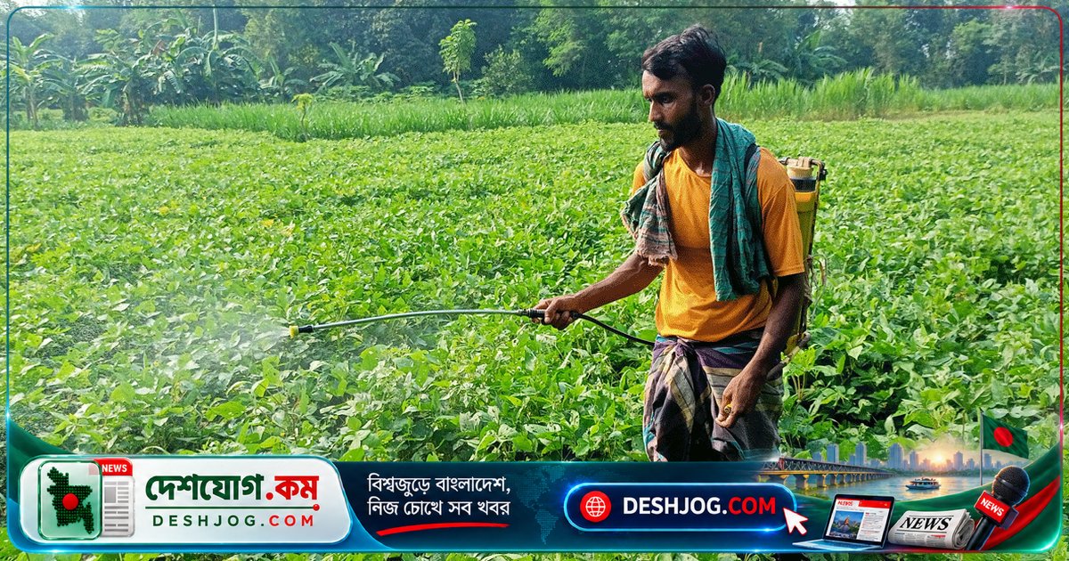 মেহেরপুরের মাসকলাই চাষে পোকার আক্রমণে ফলন হুমকিতে, কীটনাশক ব্যর্থ