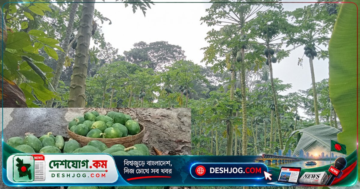 ঝালকাঠিতে পেঁপের বাম্পার ফলনেও চাষিদের লোকসান: দাম না পাওয়ায় ফল নষ্ট হচ্ছে ও গাছ কেটে ফেলা হচ্ছে