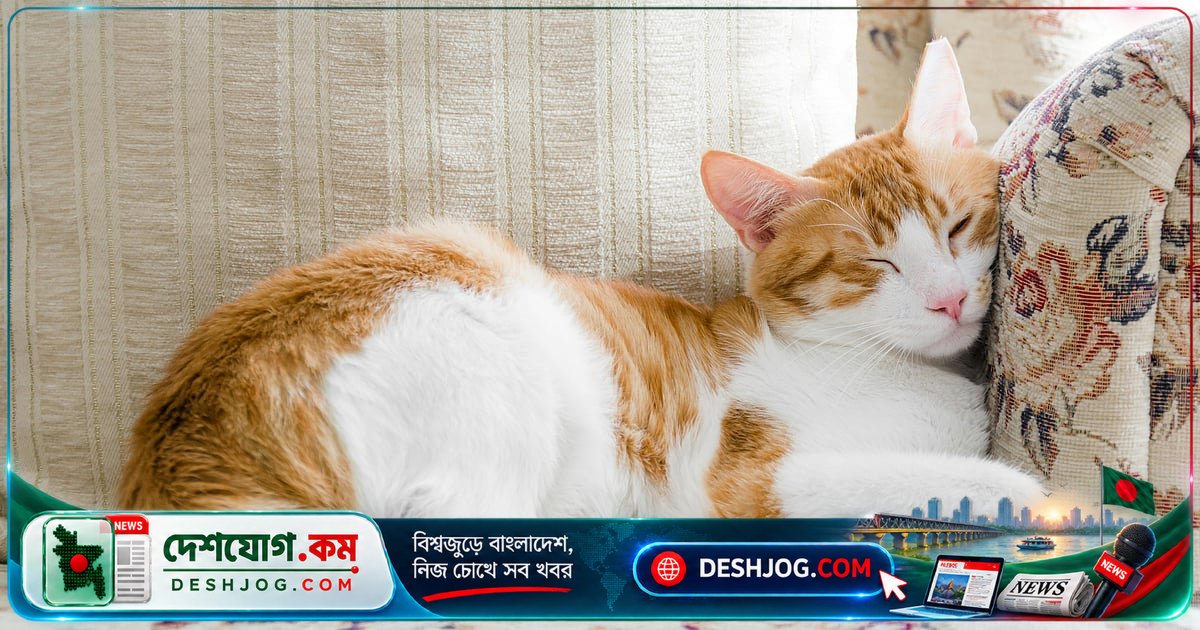 মিউ: এক বিড়ালের স্মৃতি যেন বাসায় ফিরে এল না