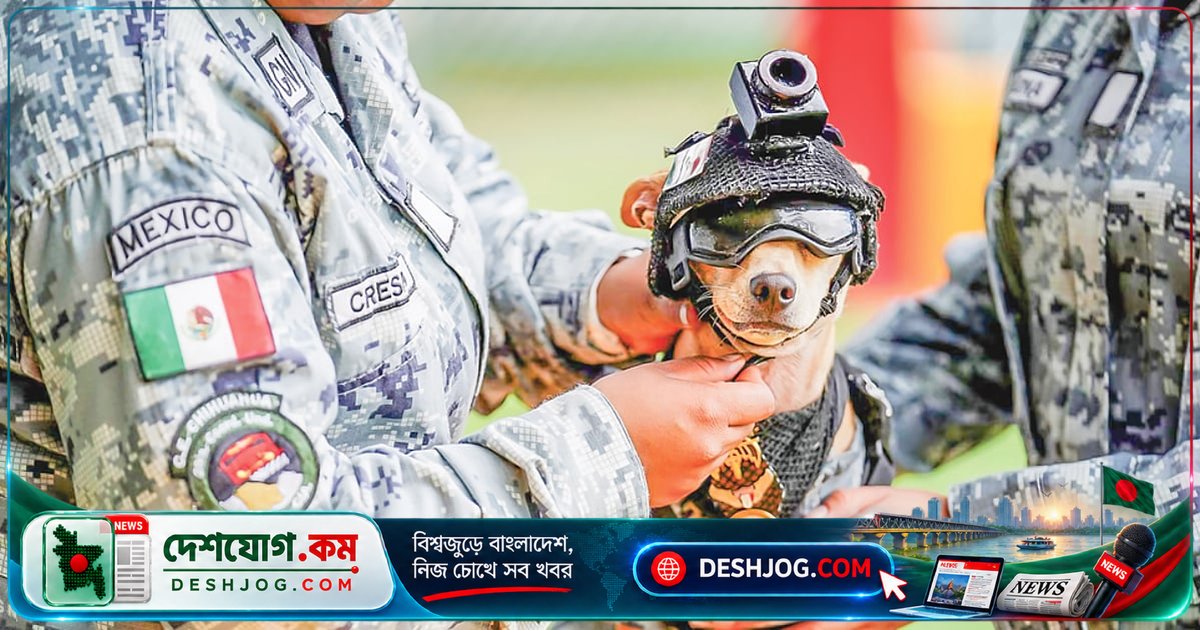 মাত্র ১৩ মাস বয়সী ছোট কুকুরছানা কীভাবে মেক্সিকোর সামরিক বাহিনীতে ‘কমান্ডো’ হয়ে উঠলো?