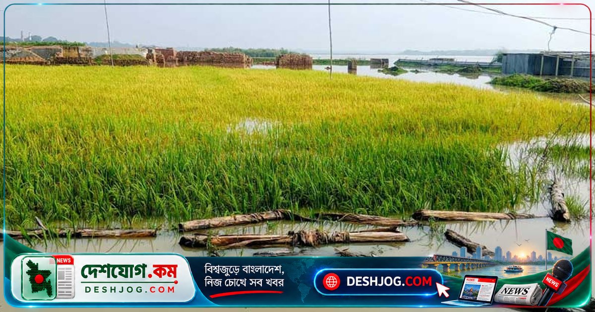 মধুমতির বাঁধ ভাঙা দুর্বৃত্তদের অপরাধে ১০ বিঘা ধান ডুবে যায়, ক্ষতিগ্রস্ত কৃষক দাবি বিচার ও ক্ষতিপূরণ