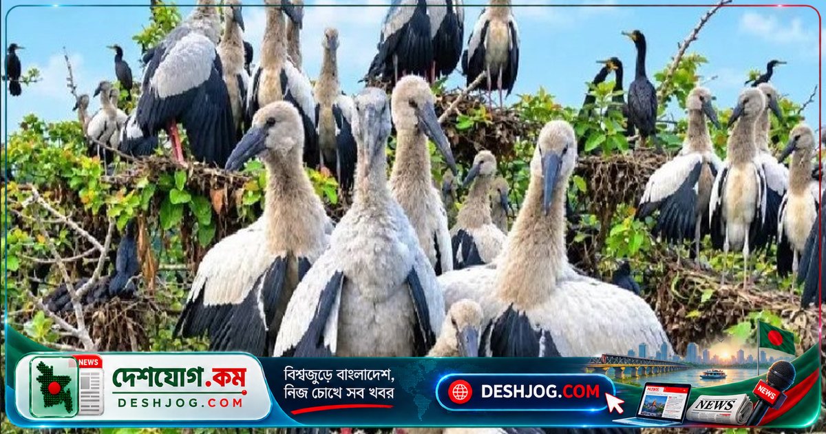 চলনবিলে শীতের আগেই ঝাঁকে ঝাঁকে অতিথি পাখির আগমন: সিরাজগঞ্জে পরিবেশের নতুন রঙ