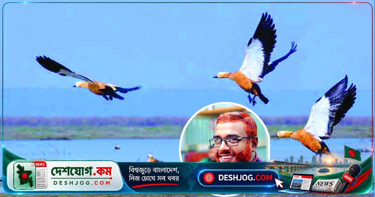 প্রকৃতির অতিথি পাখিরা: মানুষের লোভ ও পরিবেশগত সংকটে বিলুপ্তির হুমকিতে ৪৫% প্রজাতি