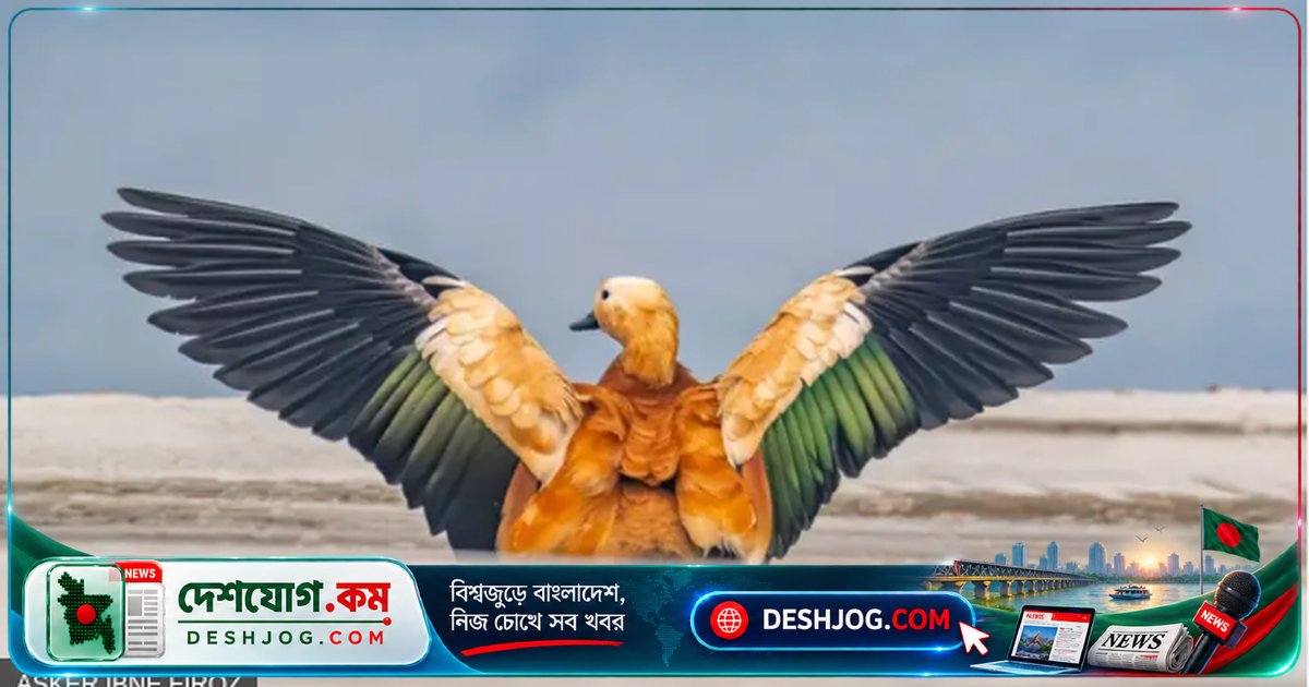 শীতের অতিথি পাখিরা: বাংলাদেশের ফটোগ্রাফারদের ক্যামেরা বন্দি পাঁচটি চমৎকার পরিযায়ী পাখির ছবি