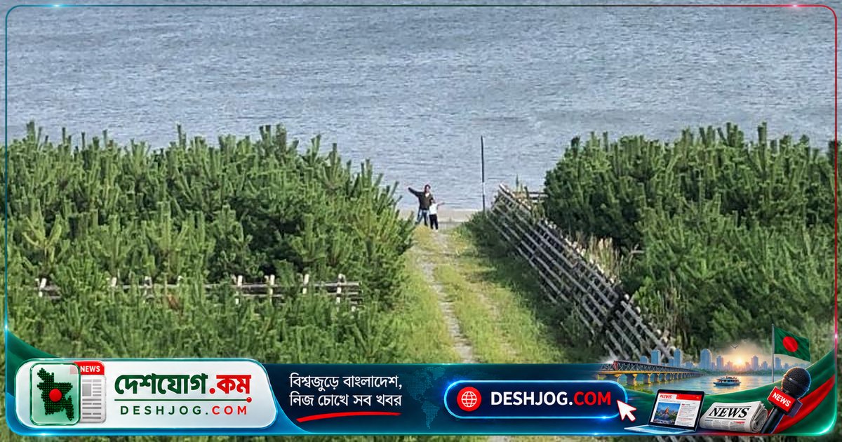 ধ্বংসের মধ্যেও জীবনের আলো: জাপানের ‘মিরাকল পাইন’ কীভাবে মানুষকে সাহস দিয়েছিল