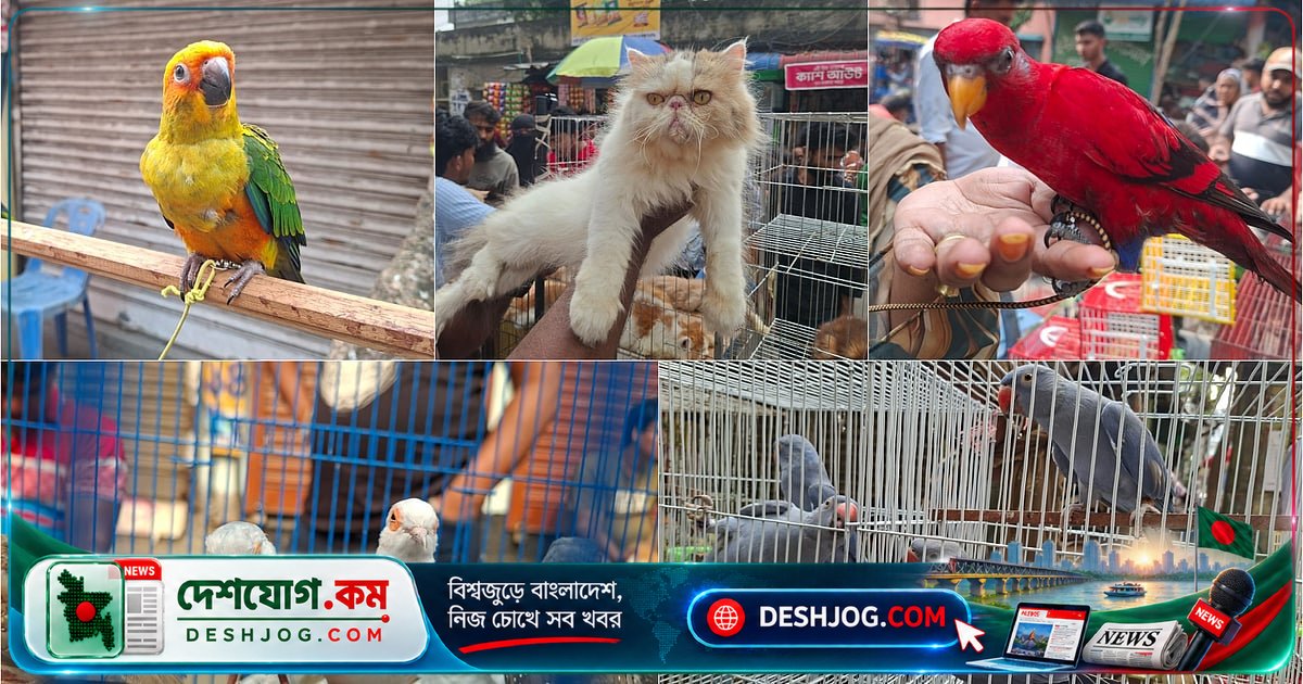 মিরপুরের পোষা প্রাণী হাটে লাখ টাকার টিয়া থেকে ৪০ হাজার টাকার বিড়াল পর্যন্ত — বিস্ময়কর দামের গল্প