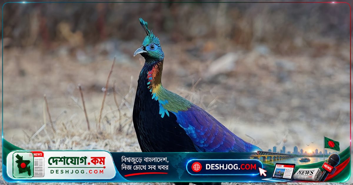 হিমালয়ের মোনাল পাখির ডাক ও বাসস্থান বদলাচ্ছে মানুষের চাপে: গবেষণা প্রকাশ