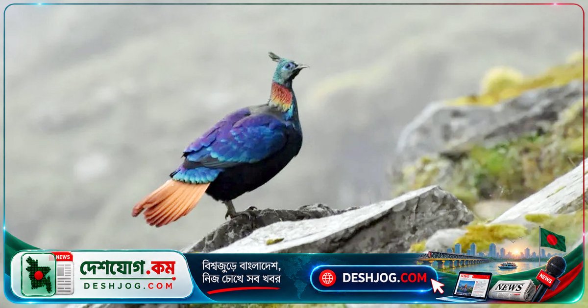 হিমালয়ের মোনাল পাখির ডাক বদলে যাচ্ছে মানুষের শব্দের চাপে: গবেষণা প্রকাশ