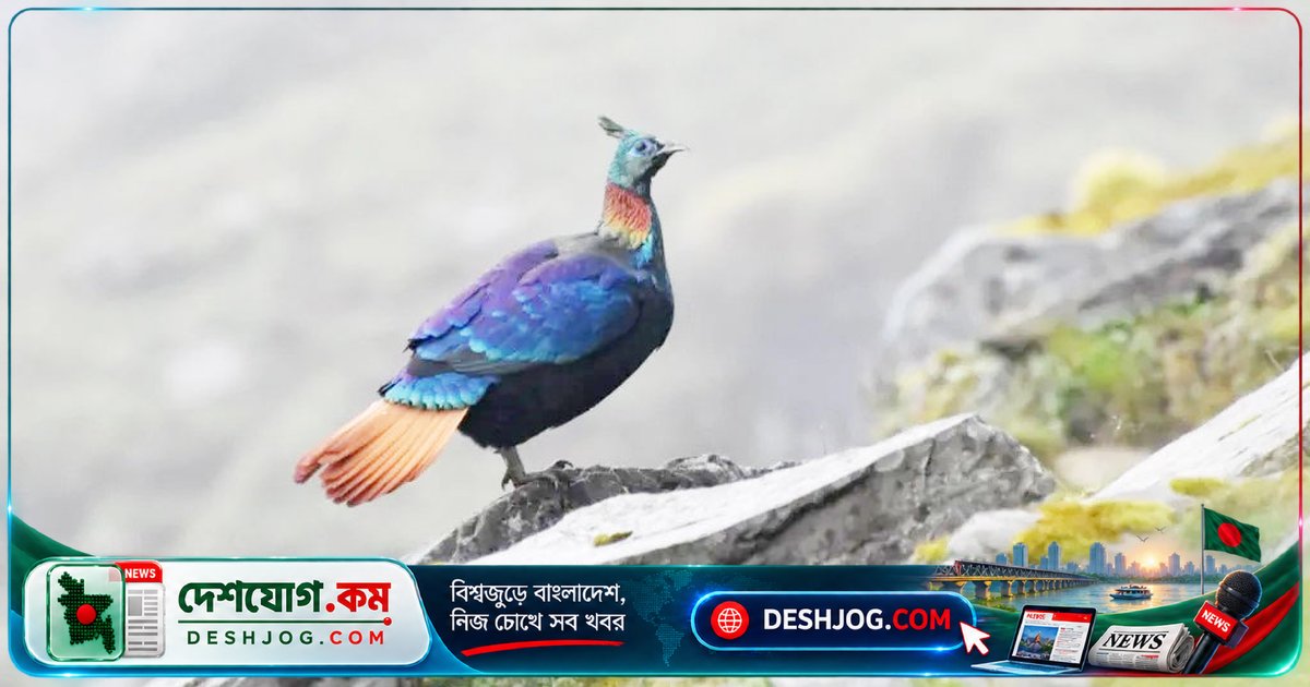 হিমালয়ের গানের পাখি মোনাল: মানুষের শোরগোলের কারণে কণ্ঠস্বর পরিবর্তন করছে প্রজাতি