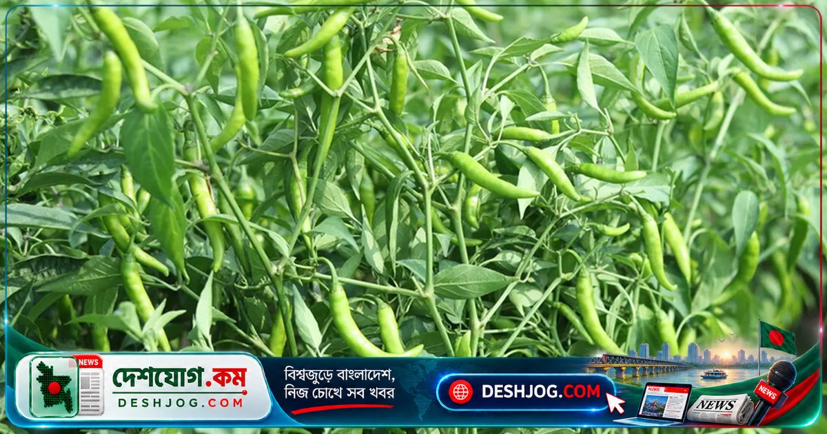 টবে মরিচ গাছে বাম্পার ফলন পাওয়ার ৫টি গোপন কৌশল: পুষ্টি থেকে পোকা দমন পর্যন্ত সবই জানুন